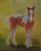 paintfoal_small.jpg